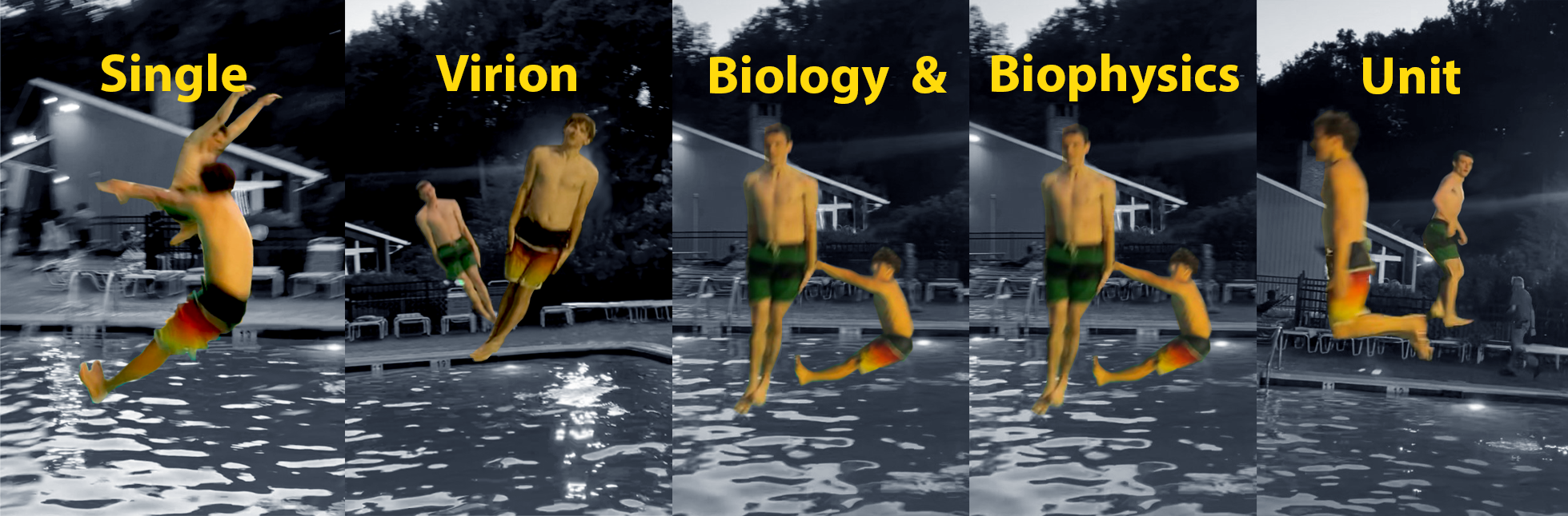 Vb Pool Disecation Single Virion Biology and Biophysics Unit – NIH – NIAID – LVD – SVBBU